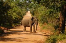 Yala National Park Safari Tour From Hambantota port