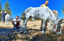 Tour the Sanctuary and Walk with the Donkeys and Share their Love 