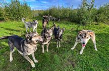 Sled Dog Kennel Tour 