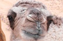 Private Camel Ride Sunset View at Wadi Rum, 30% off