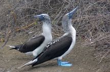 Full Day Tour Isla Salango Snorkel Seabirds from Guayaquil
