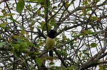 Iguazu Expeditions Morning Birdwatching