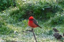 Iguazu Expeditions Morning Birdwatching