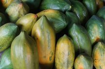Half Day Tour Cocoa Farm Fruits and Plantations from Guayaquil
