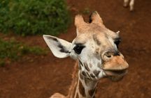  Half day tour to Elephant orphanage & Giraffe Centre Nairobi