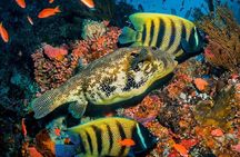 Prison Island, BlueLagoon, Starfish Tour, Rock Restaurant, Kuza Cave, Paje Beach