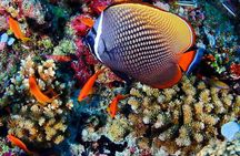 Mnemba Snorkeling, Kuza Cave, Blue Lagoon, Starfish Tour, The Rock Restaurant