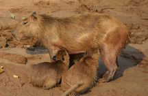 2-Day Jungle Tour: Lake Sandoval, Monkey Island, Hikes, Caiman, & Clay Lick 