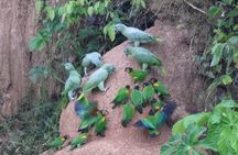 2-Day Jungle Tour: Lake Sandoval, Monkey Island, Hikes, Caiman, & Clay Lick 