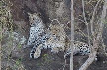 Wildlife Safari Tanzania