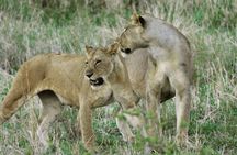 Wildlife Safari Tanzania