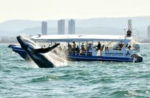 Gold Coast Whale Watching Cruise