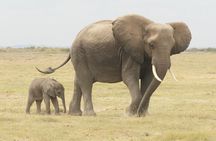Amboseli day Escape: Private Tour
