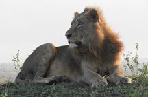 Amboseli day Escape: Private Tour