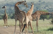 Amboseli day Escape: Private Tour