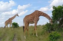  Nairobi National park sun rise game drive with pickup & drop-off