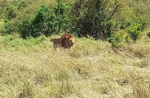  Nairobi National park sun rise game drive with pickup & drop-off