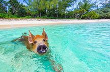 Nassau: Bahamas Swimming Pigs & Pearl Island Beach with Lunch