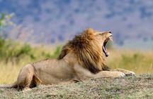 Horseback Safari and Wine Tasting Private Guided Tour