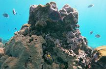 Catamaran Party Cruise with Snorkeling & BBQ