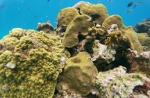 Catamaran Party Cruise with Snorkeling & BBQ