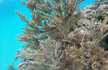 Catamaran Party Cruise with Snorkeling & BBQ