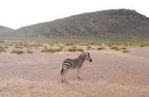 Cape Town - Aquila Safari tour