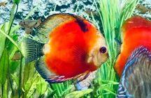 Angkor Wildlife & Aquarium Halfday tour