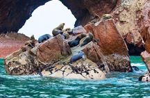 From Lima: All-Inclusive Day trip to Paracas & Huacachina Oasis