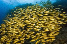 Premium Guided Dive Trip - Outer Great Barrier Reef