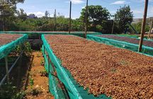 Coffee & Culture Experience _From Farm to Cup by Elon Farm