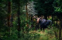 Small-Group Moose Wild Safari from Rovaniemi