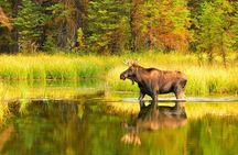 Small-Group Moose Wild Safari from Rovaniemi