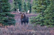 Small-Group Moose Wild Safari from Rovaniemi