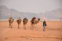 Wadi Rum Full-Day Private Tour from Amman or Airport