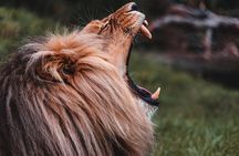 Cradle of Humankind Tour with Lion Safari from Johannesburg