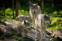 Summer Day in Ranua Zoo, Husky Farm and Reindeer Farm