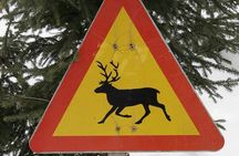 Forest Trail Reindeer Safari