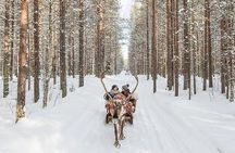 Forest Trail Reindeer Safari