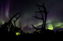 Aurora Hunting by Reindeer Sleigh