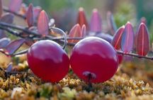 Lapland Berry Day Experience