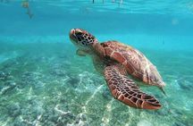 Turtle Akumal Adventure! Tulum Ruins and Cenote from Riviera Maya