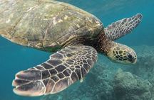Tulum Ruins & Turtles Swim! Round Transportation From Cancun & Riviera Maya
