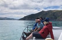 Akaroa Wildlife Cruise