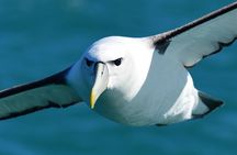 Akaroa Wildlife Cruise