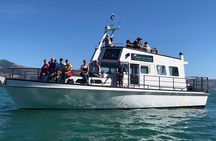Akaroa Wildlife Cruise