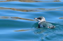 Akaroa Wildlife Cruise