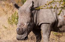 Matobo Rhino Encounter 