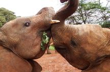 Half day tour to Elephant orphanage & Giraffe Centre Nairobi