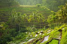 Ubud waterfall, rice terraces, and swing explore